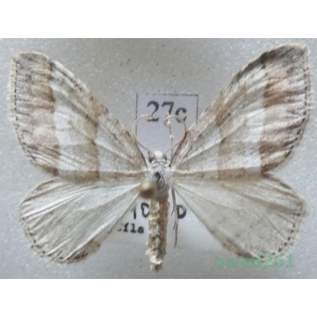 Mesotype parallelolineata (Retzius, 1783) Czech27c